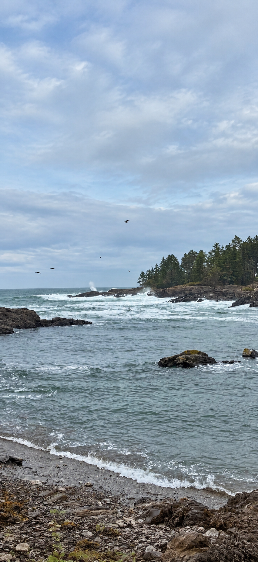Black crows flying above ocean waves and rocky Maine coastline with coastal pines